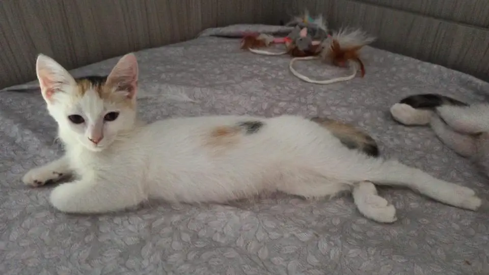 Kittens
